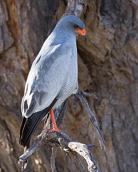 Pale Chanting Goshawk